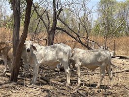 132  Brahman Steers