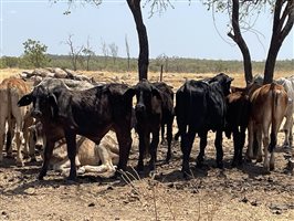 132  Brahman Steers