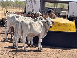 132  Brahman Steers