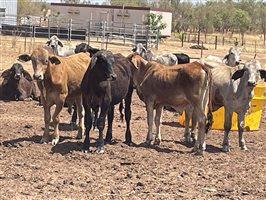 132  Brahman Steers