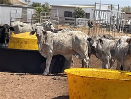 132  Brahman Steers