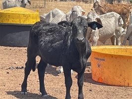 132  Brahman Steers