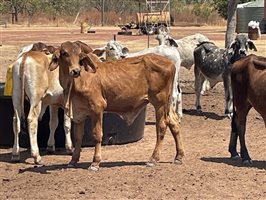 132  Brahman Steers