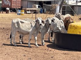 132  Brahman Steers