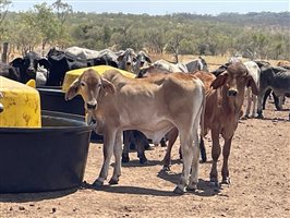 132  Brahman Steers