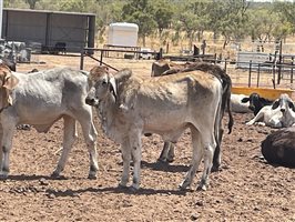 132  Brahman Steers