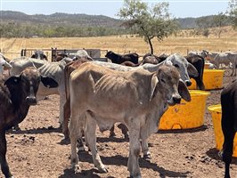 132  Brahman Steers