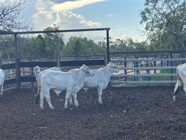 190  Brahman Steers