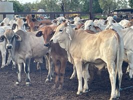 190  Brahman Steers