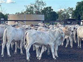 190  Brahman Steers