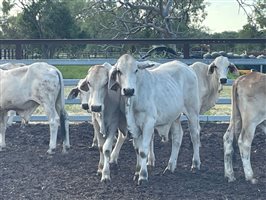 190  Brahman Steers