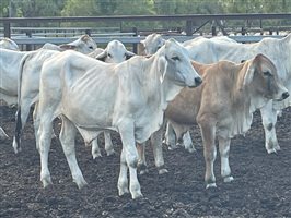 190  Brahman Steers