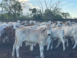 190  Brahman Steers