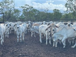 190  Brahman Steers