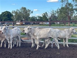 190  Brahman Steers