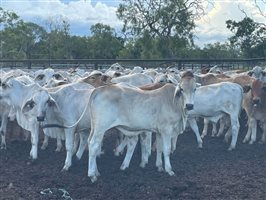 190  Brahman Steers