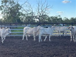 190  Brahman Steers