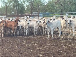 120  Brahman Steers