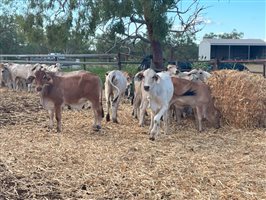 120  Brahman Steers