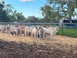 120  Brahman Steers