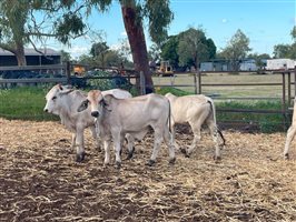 120  Brahman Steers