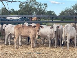 120  Brahman Steers