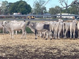 120  Brahman Steers