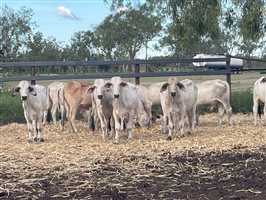 120  Brahman Steers