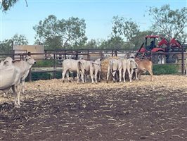 120  Brahman Steers