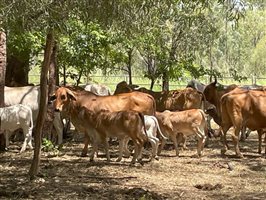 50  Brahman Cows & Calves