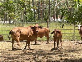 50  Brahman Cows & Calves