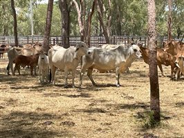 50  Brahman Cows & Calves