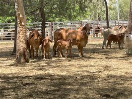 50  Brahman Cows & Calves