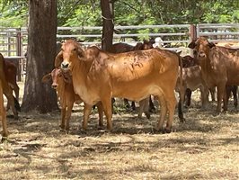 50  Brahman Cows & Calves