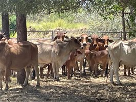 50  Brahman Cows & Calves