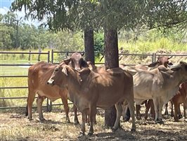 50  Brahman Cows & Calves