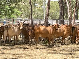 50  Brahman Cows & Calves