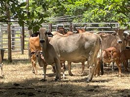 50  Brahman Cows & Calves