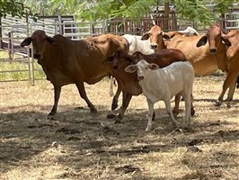 50  Brahman Cows & Calves