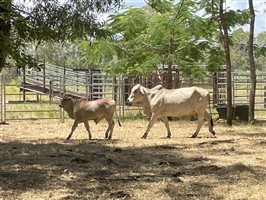 50  Brahman Cows & Calves