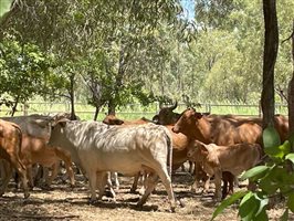 50  Brahman Cows & Calves