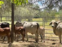 50  Brahman Cows & Calves