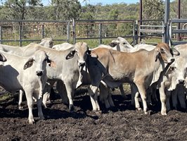 87  Brahman Steers