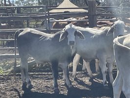 87  Brahman Steers