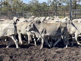 87  Brahman Steers
