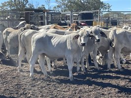 87  Brahman Steers