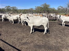 87  Brahman Steers