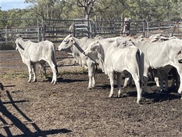 87  Brahman Steers