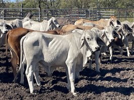 87  Brahman Steers