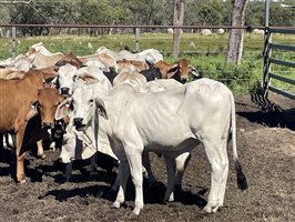 87  Brahman Steers